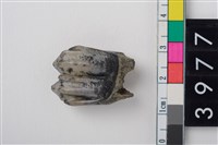 藏品(中大型鹿右下顎第1或第2大臼齒)的圖片