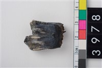 藏品(中大型鹿右下顎第1或第2大臼齒)的圖片