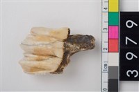 藏品(中大型鹿右下顎第3大臼齒)的圖片