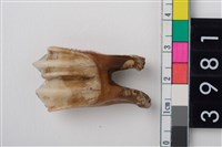 藏品(中大型鹿左下顎第1或第2大臼齒)的圖片