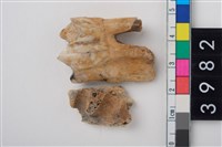 藏品(中大型鹿左下顎第3大臼齒)的圖片