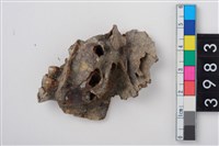 藏品(中大型鹿右上顎第4乳前臼齒)的圖片