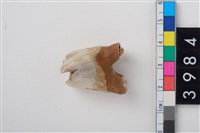 藏品(中大型鹿左上顎第1或第2大臼齒)的圖片