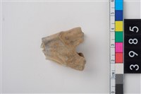 藏品(中大型鹿左上顎第1或第2大臼齒)的圖片