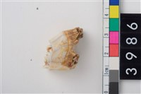 藏品(中大型鹿左上顎第1或第2大臼齒)的圖片