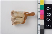 藏品(中型鹿右下顎第或第2大臼齒)的圖片