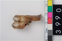 藏品(中型鹿右下顎第1或第2大臼齒)的圖片