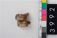 藏品(中型鹿右下顎第1或第2大臼齒)的圖片