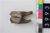 藏品(中型鹿右下顎第1或第2大臼齒)的圖片