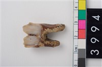 藏品(中型鹿右下顎第1或第2大臼齒)的圖片