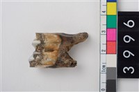 藏品(中型鹿右下顎第1或第2大臼齒)的圖片