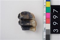 藏品(中型鹿右下顎第3大臼齒)的圖片