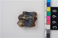 藏品(中型鹿右下顎第3大臼齒)的圖片