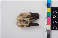 藏品(中型鹿右下顎第3大臼齒)的圖片