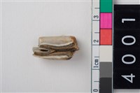 藏品(中型鹿右下顎第3大臼齒)的圖片