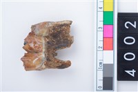 藏品(中型鹿右下顎第3大臼齒)的圖片