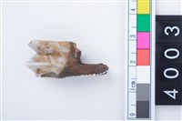藏品(中型鹿右下顎大臼齒)的圖片