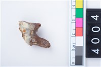 藏品(中型鹿右下顎大臼齒)的圖片