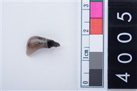 藏品(中型鹿右下顎第1乳門齒)的圖片