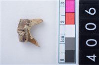 藏品(中型鹿右下顎第3乳前臼齒)的圖片