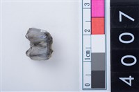 藏品(中型鹿右下顎第4乳前臼齒)的圖片