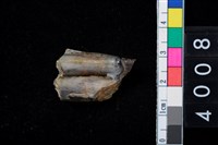 藏品(獸牙)的圖片