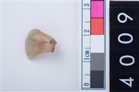 藏品(中型鹿右下顎第1門齒)的圖片