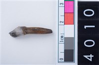 藏品(中型鹿右下顎第2或第3門齒或犬齒)的圖片