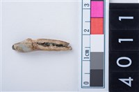 藏品(中型鹿右下顎門齒或犬齒)的圖片