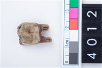 藏品(中型鹿右下顎第3前臼齒)的圖片