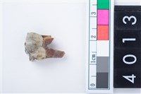 藏品(中型鹿右下顎第3前門齒)的圖片