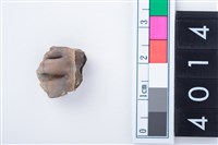 藏品(中型鹿右下顎第3前門齒)的圖片