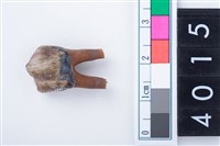 藏品(中型鹿右下顎第3前門齒)的圖片