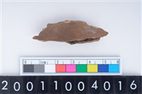 藏品(中型鹿左下顎骨齒)的圖片