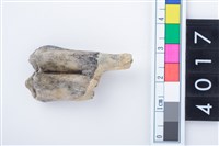 藏品(中型鹿左下顎第1或第2大臼齒)的圖片