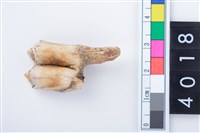 藏品(中型鹿左下顎第1或第2大臼齒)的圖片