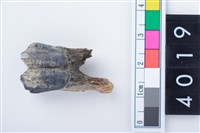 藏品(中型鹿左下顎第1或第2大臼齒)的圖片