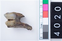 藏品(中型鹿左下顎第1或第2大臼齒)的圖片