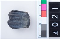 藏品(中型鹿左下顎第1或第2大臼齒)的圖片