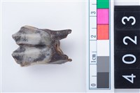 藏品(中型鹿左下顎第1或第2大臼齒)的圖片