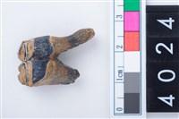 藏品(中型鹿左下顎第1或第2大臼齒)的圖片