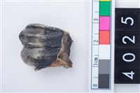 藏品(中型鹿左下顎第3大臼齒)的圖片