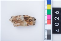 藏品(中型鹿左下顎第3大臼齒)的圖片