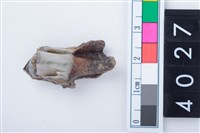 藏品(中型鹿左下顎第3大臼齒)的圖片