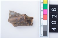 藏品(中型鹿左下顎第3大臼齒)的圖片