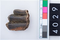 藏品(中型鹿左下顎第3大臼齒)的圖片