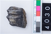 藏品(中型鹿左下顎第3大臼齒)的圖片