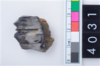 藏品(中型鹿左下顎第3大臼齒)的圖片