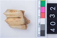 藏品(中型鹿左下顎第3大臼齒)的圖片