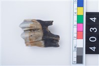 藏品(中型鹿左下顎第3大臼齒)的圖片